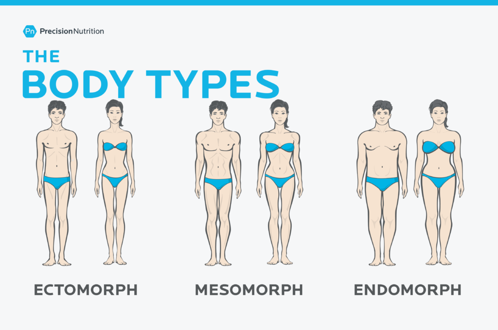 Cách nhận biết tạng người khó giảm cân: Tạng người Endomorph có tỷ lệ mỡ cơ thể cao hơn và khối lượng cơ ít hơn