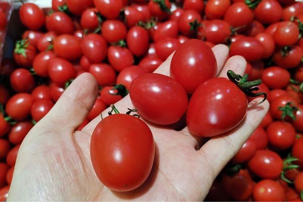 cà chua bi bao nhiêu calo,100g cà chua bi bao nhiêu calo,1 quả cà chua bi bao nhiêu calo,1kg cà chua bi bao nhiêu calo cà chua bi chứa bao nhiêu calo